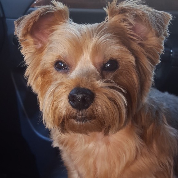 yorkie70
